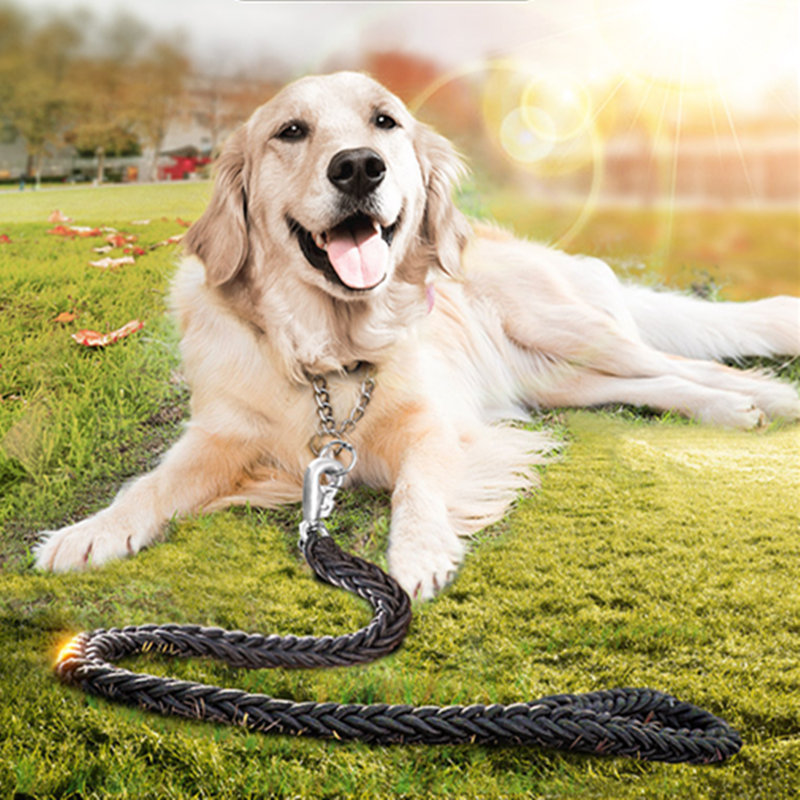 How to Train Golden Retriever Dogs How to Train Golden Retri